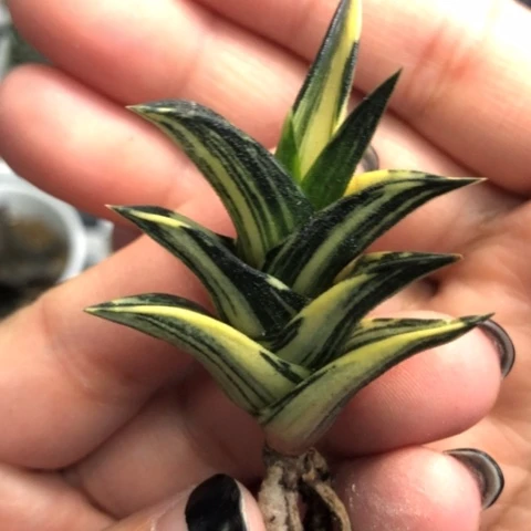 龙城锦拉丝锦哈哈哈哈哈