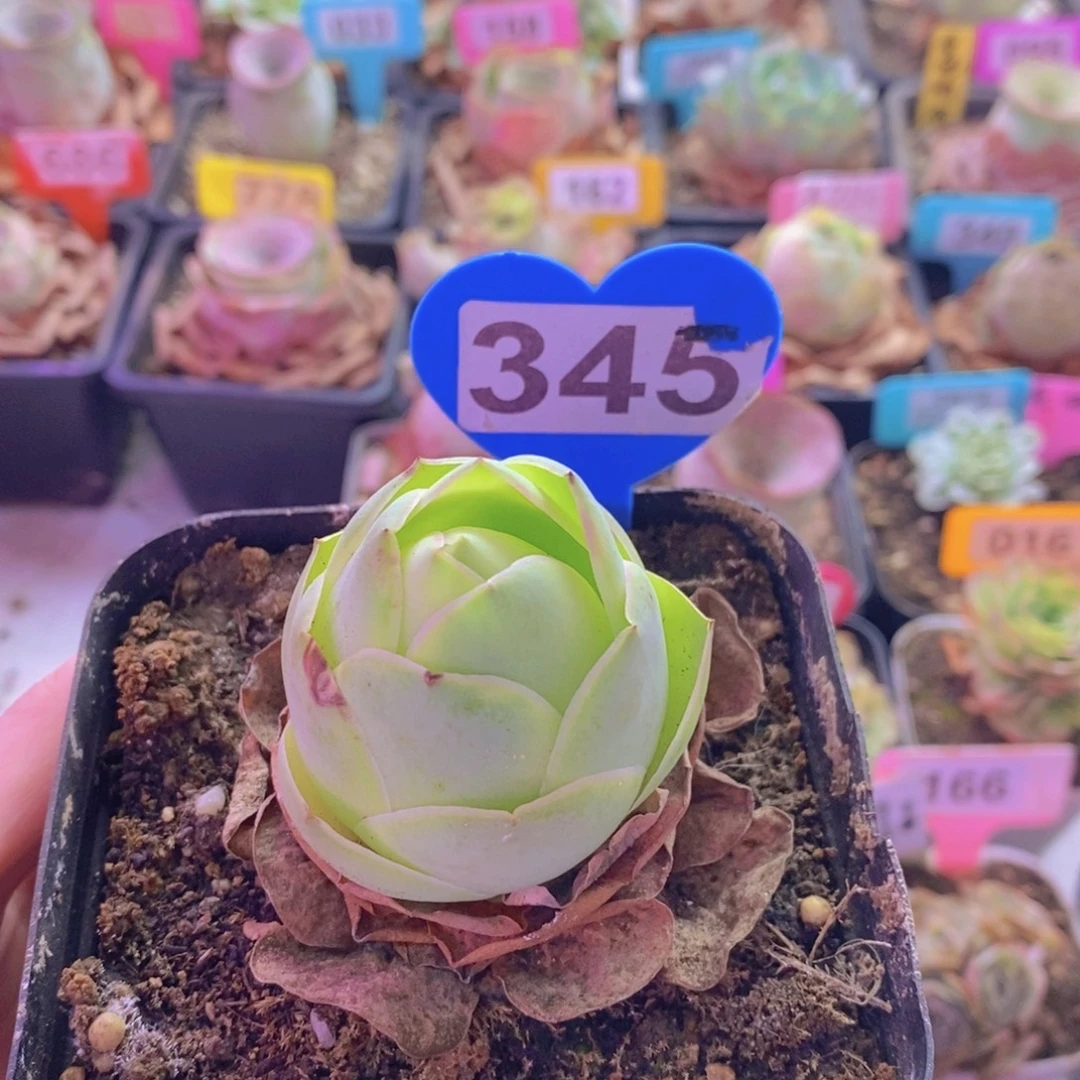 山地玫瑰一物一拍345