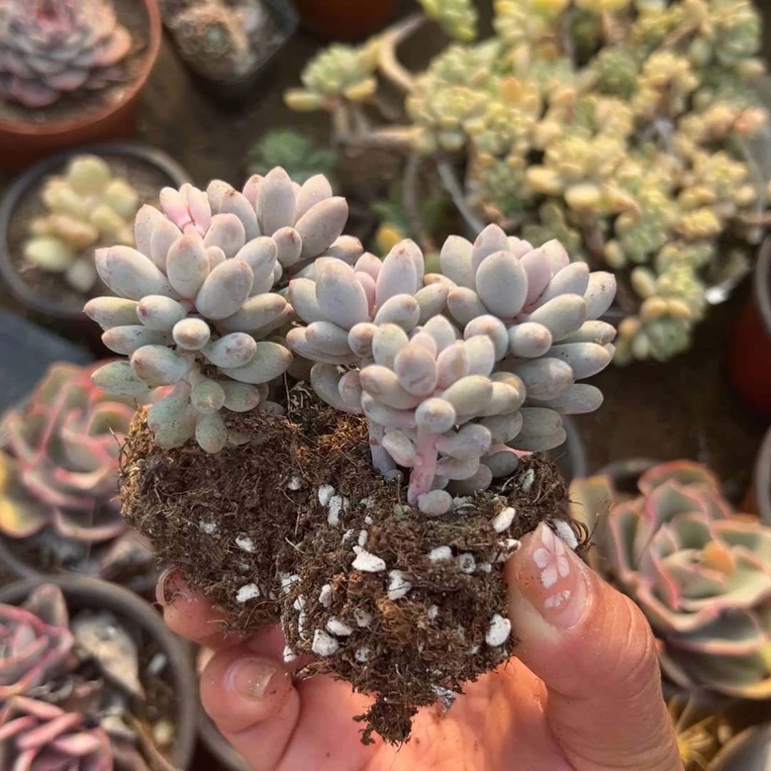 多肉植物多肉植物