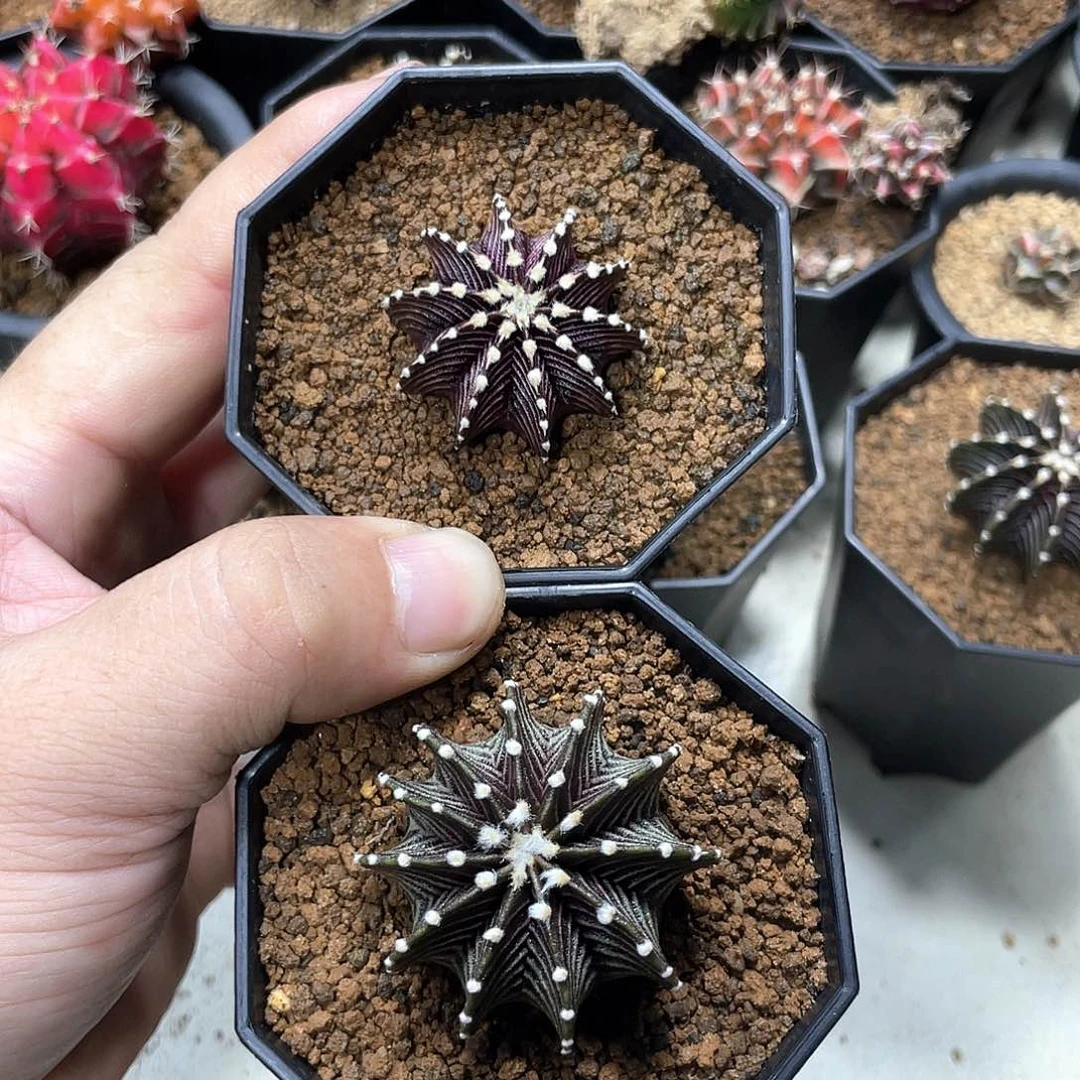 *****当前无花朵，栽培后可花朵