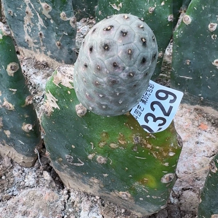 2329欧系大型紫皮鹅蛋习