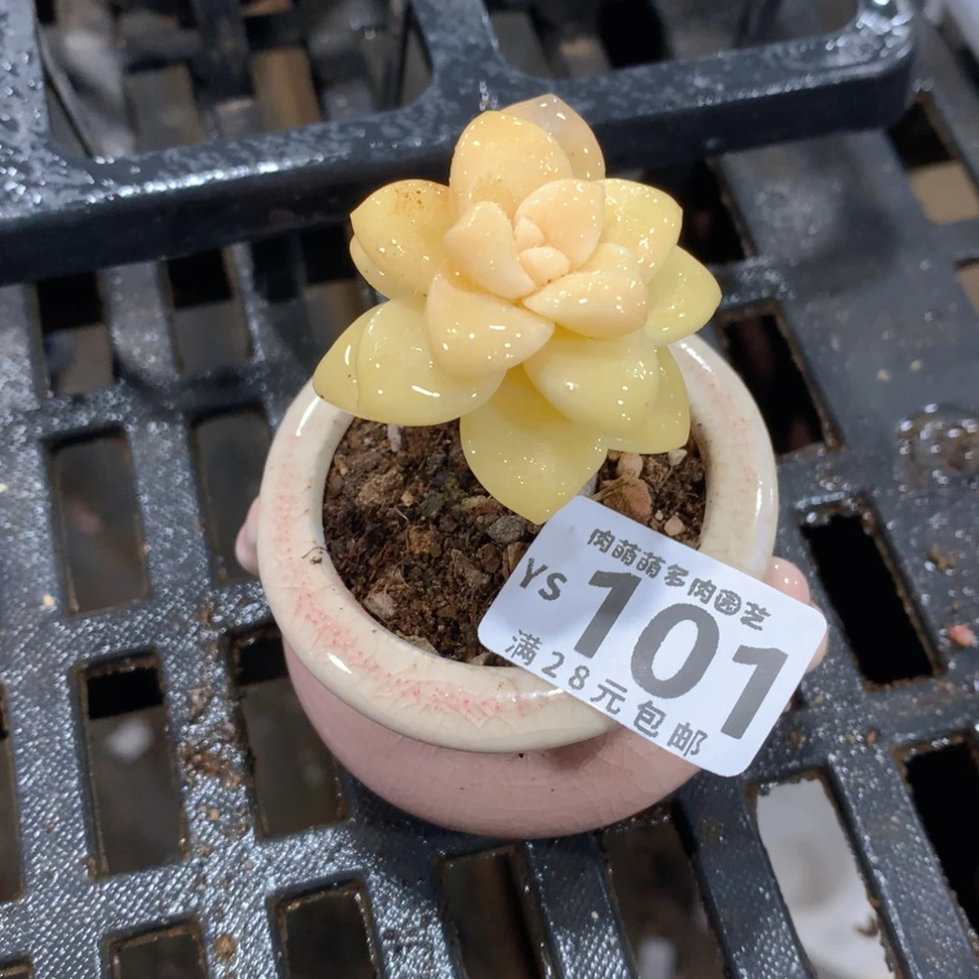 肉萌萌拇指盆精控多肉YS101