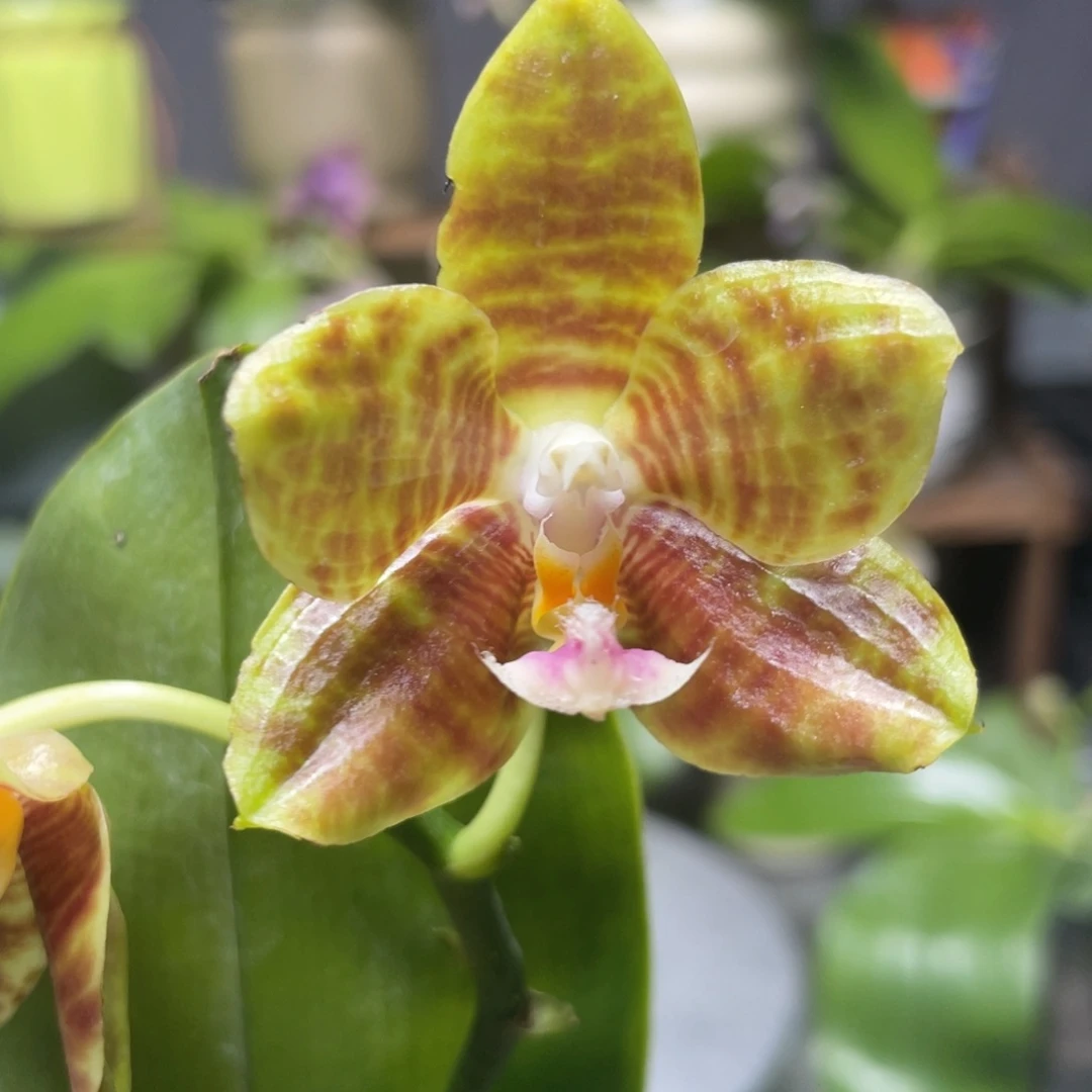 完全开放爪哇交白虎，2.5杯开花株