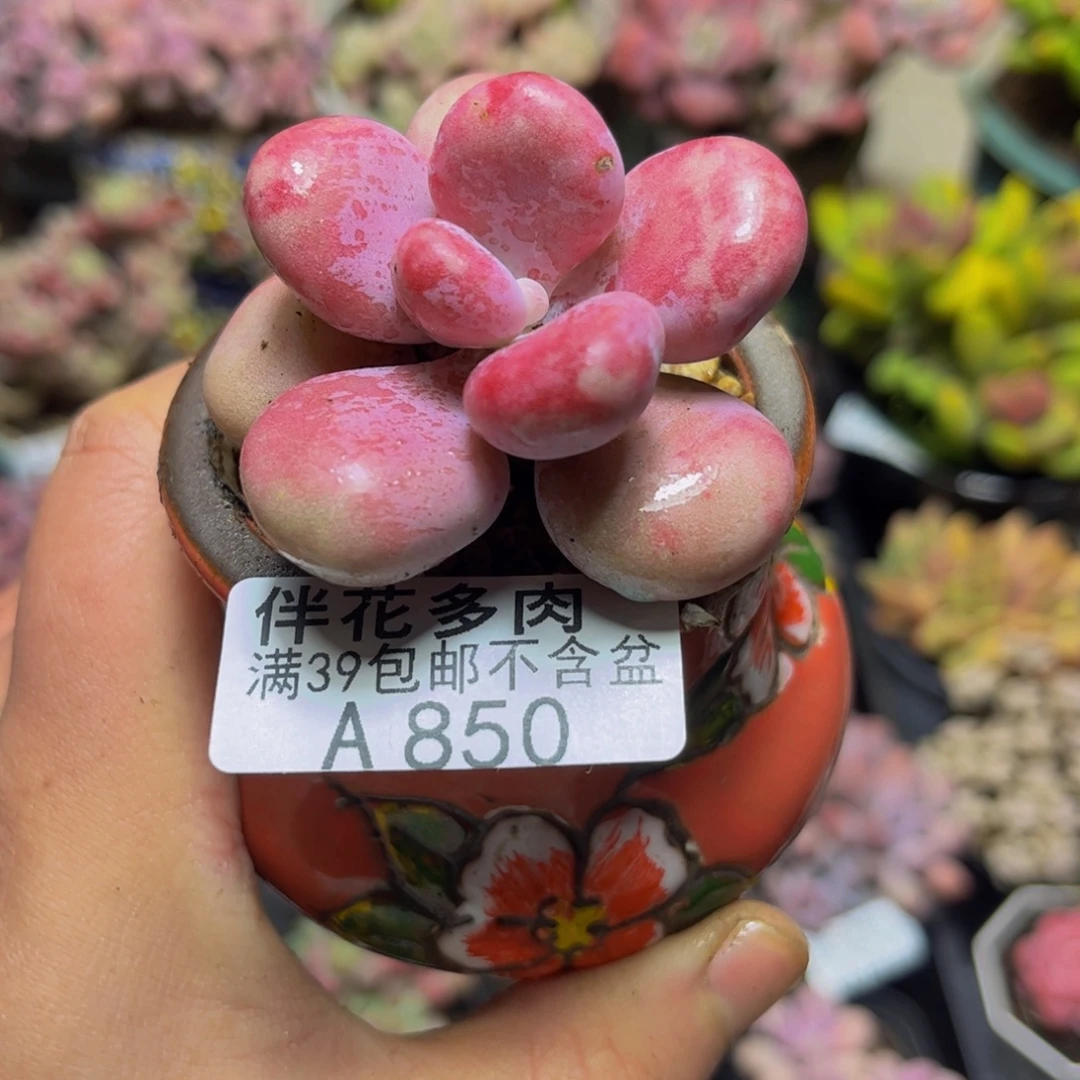 850桃蛋5厘米多肉