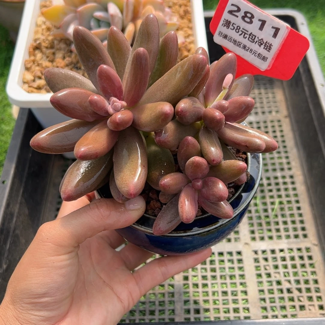 表妹精品多肉2811.