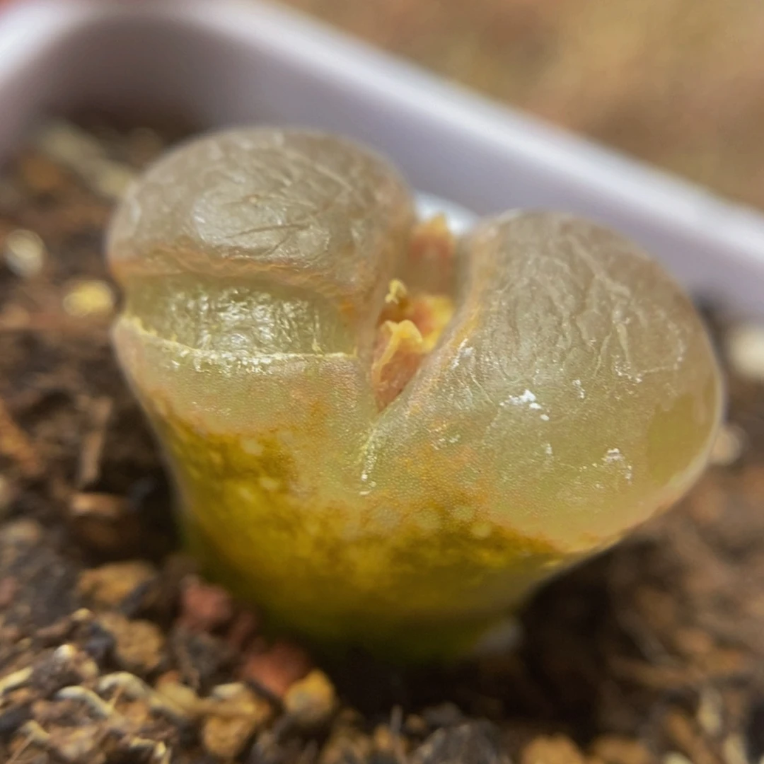 漂亮风铃（多肉植物