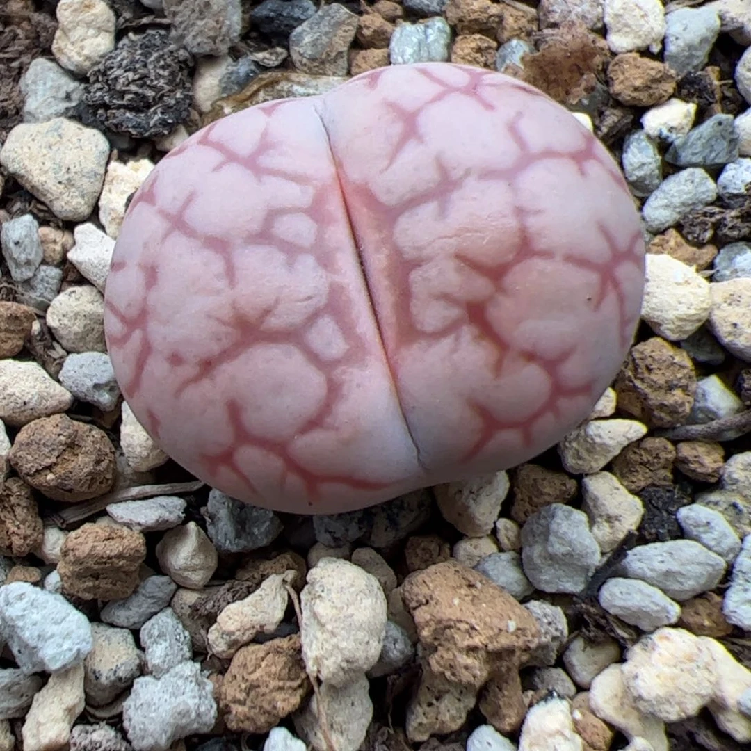 0332号女娲石 多肉植物