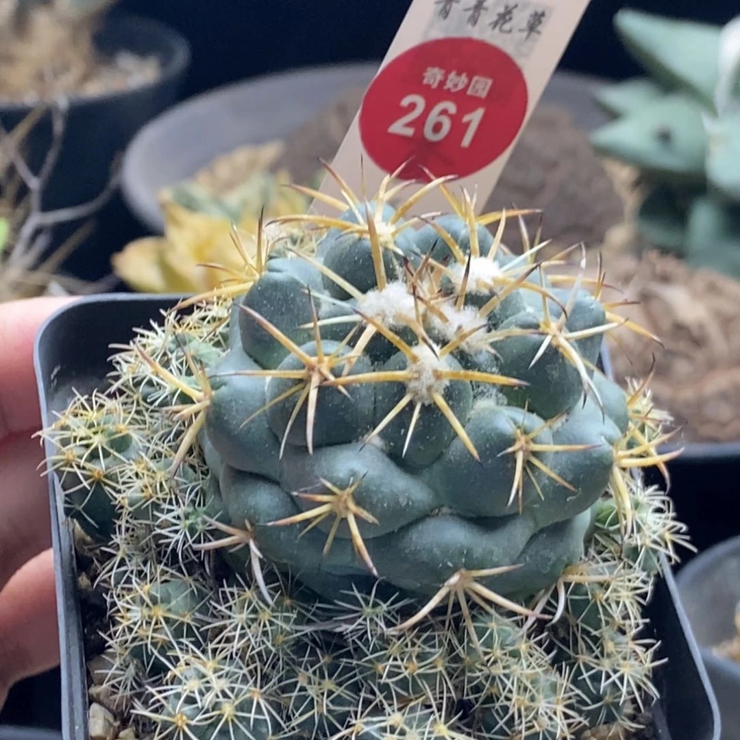 象牙群一棵仙人球36878