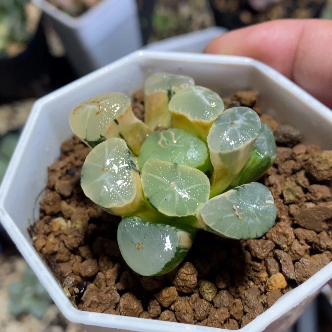 一颗万象锦 开播福利