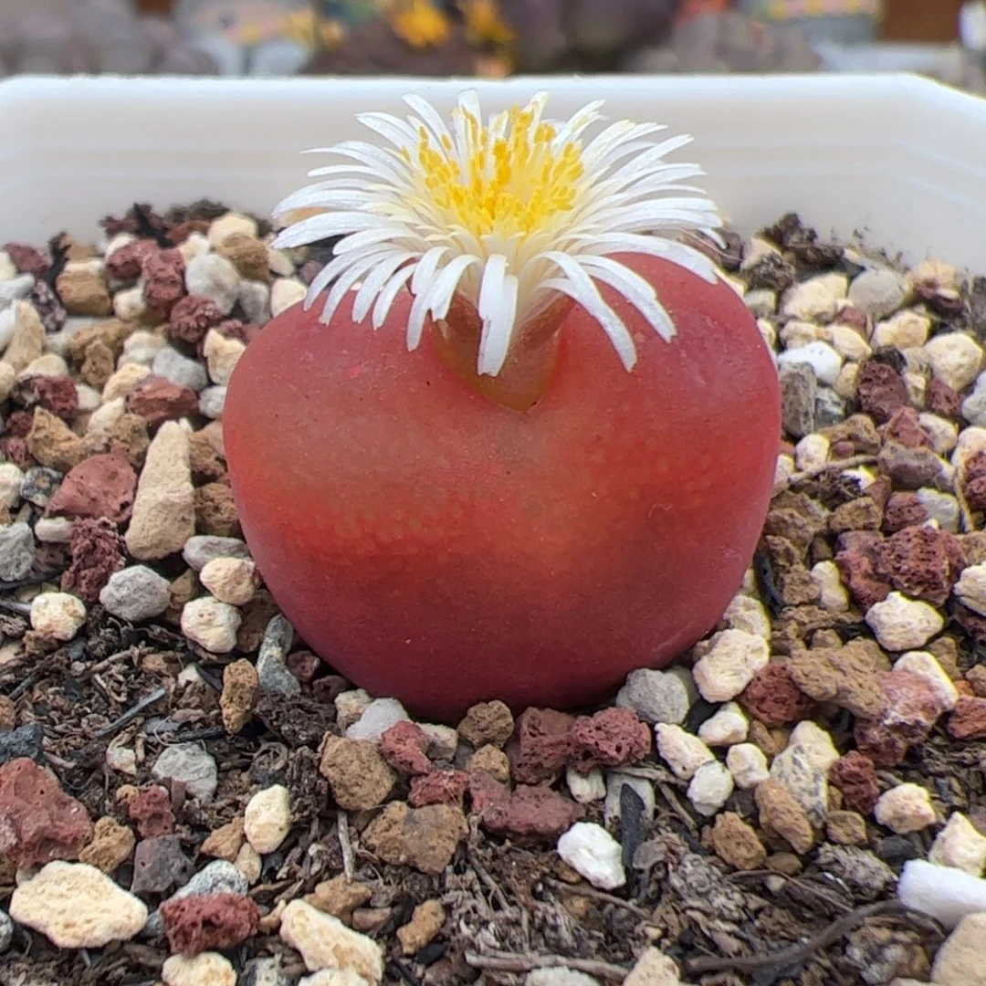 056号y280毛 多肉植物