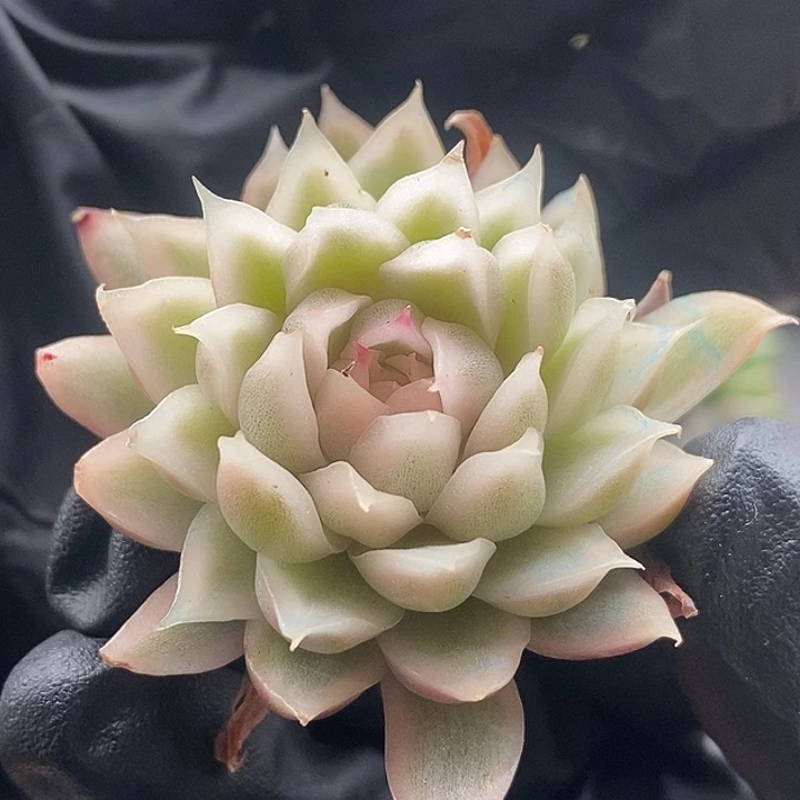 白水晶锦福利多肉植物