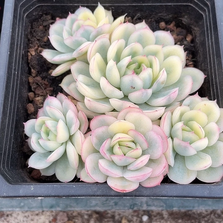 草莓冰群生一物一拍