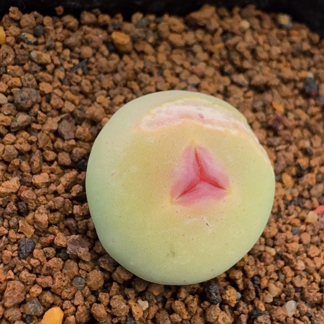 豪***?云缦精品番杏19.24