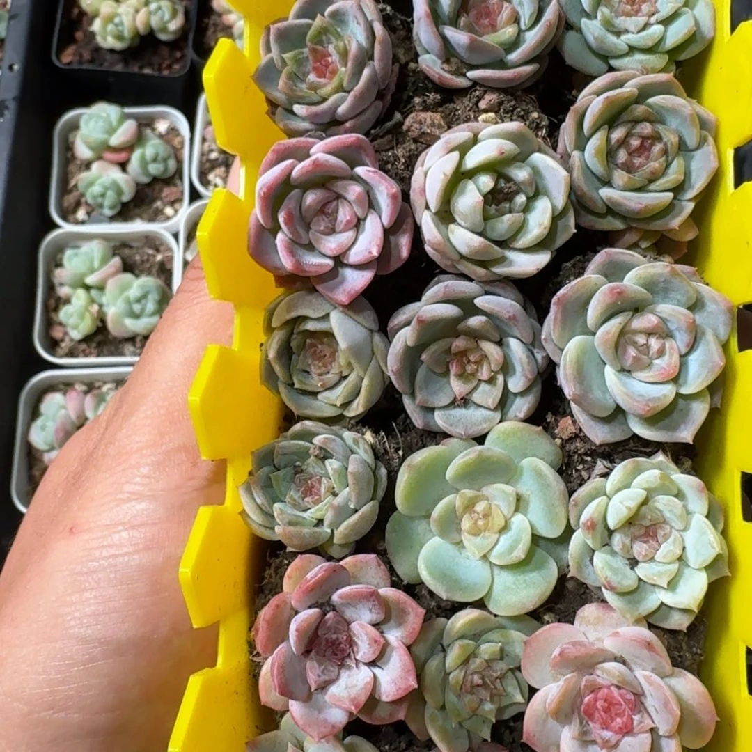 珍妮糖心混合体一物一拍