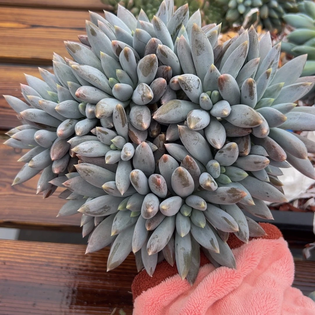 琳****多肉植物多肉植物