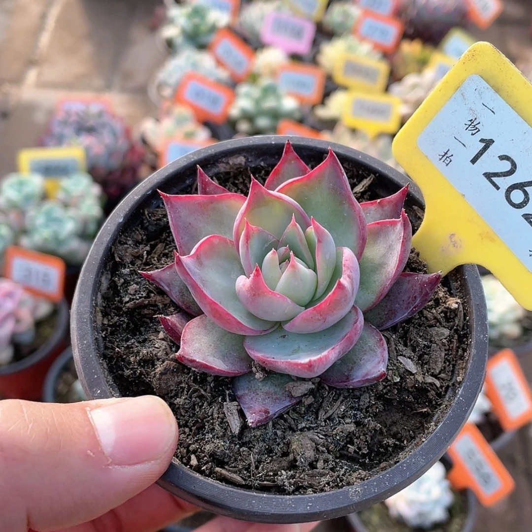 【闪购商品】1262号