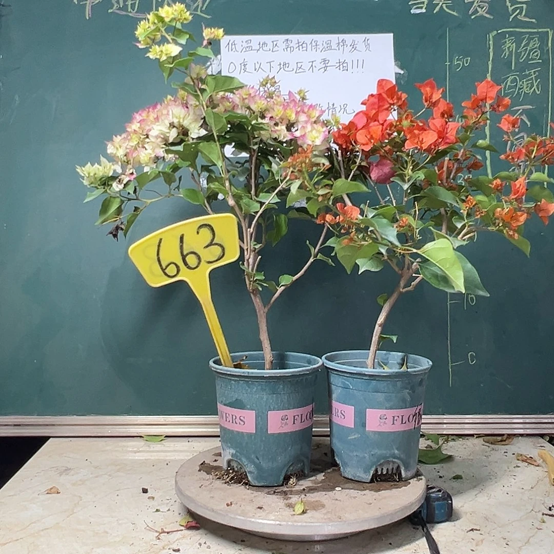 完全开放 福利 怡锦 绿叶夕阳红 663