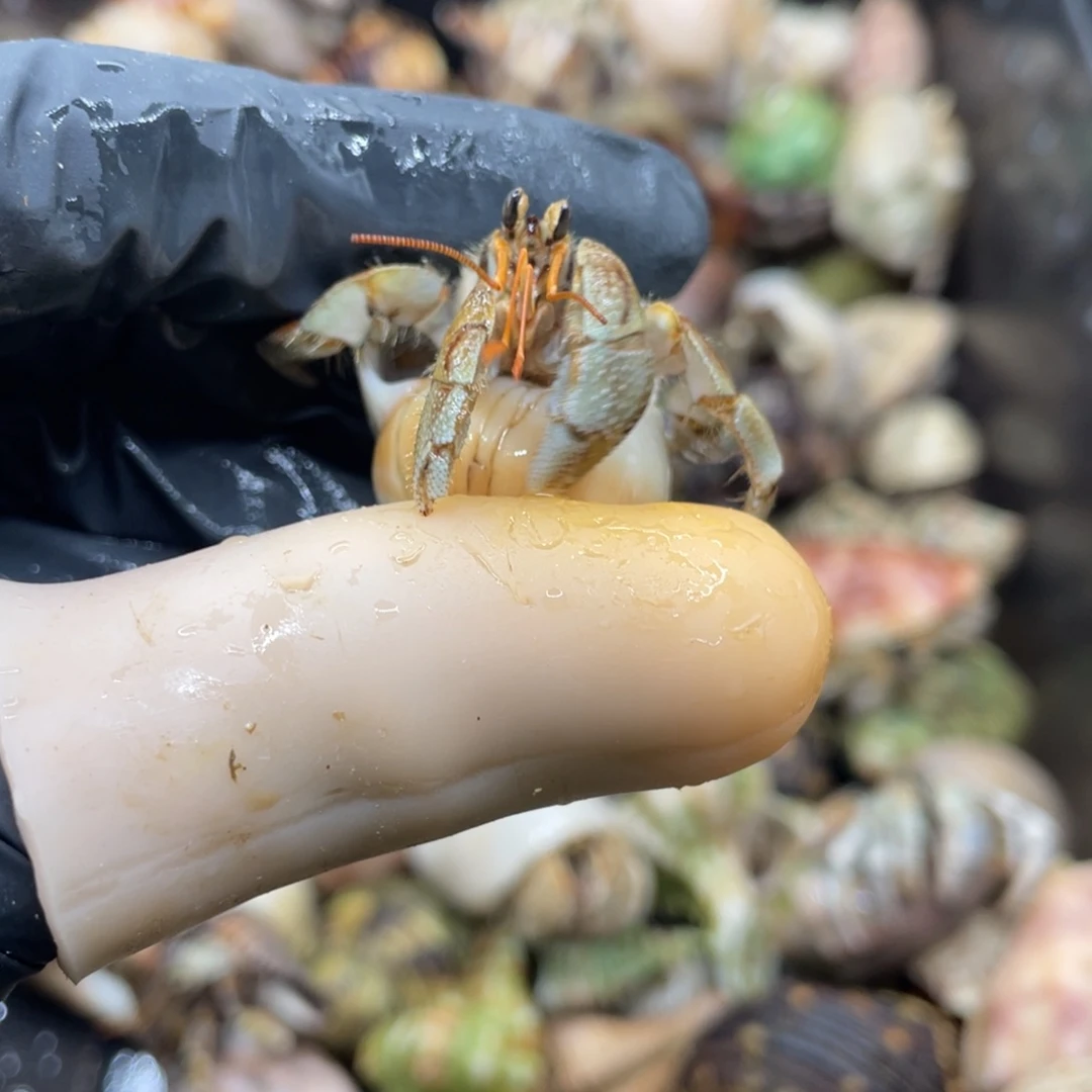 活体宠物不退不换102