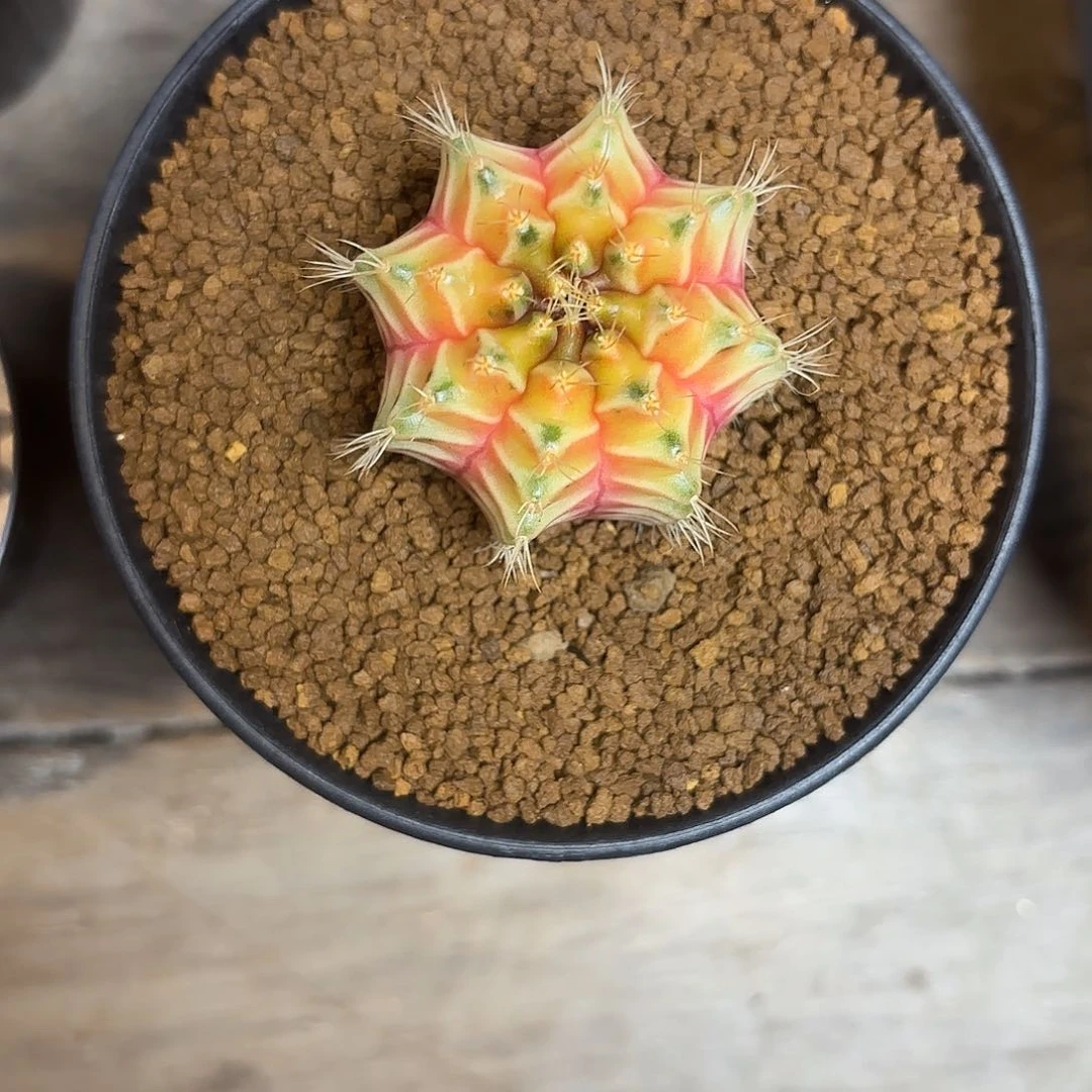 超***铁121-0611泰国发货多肉