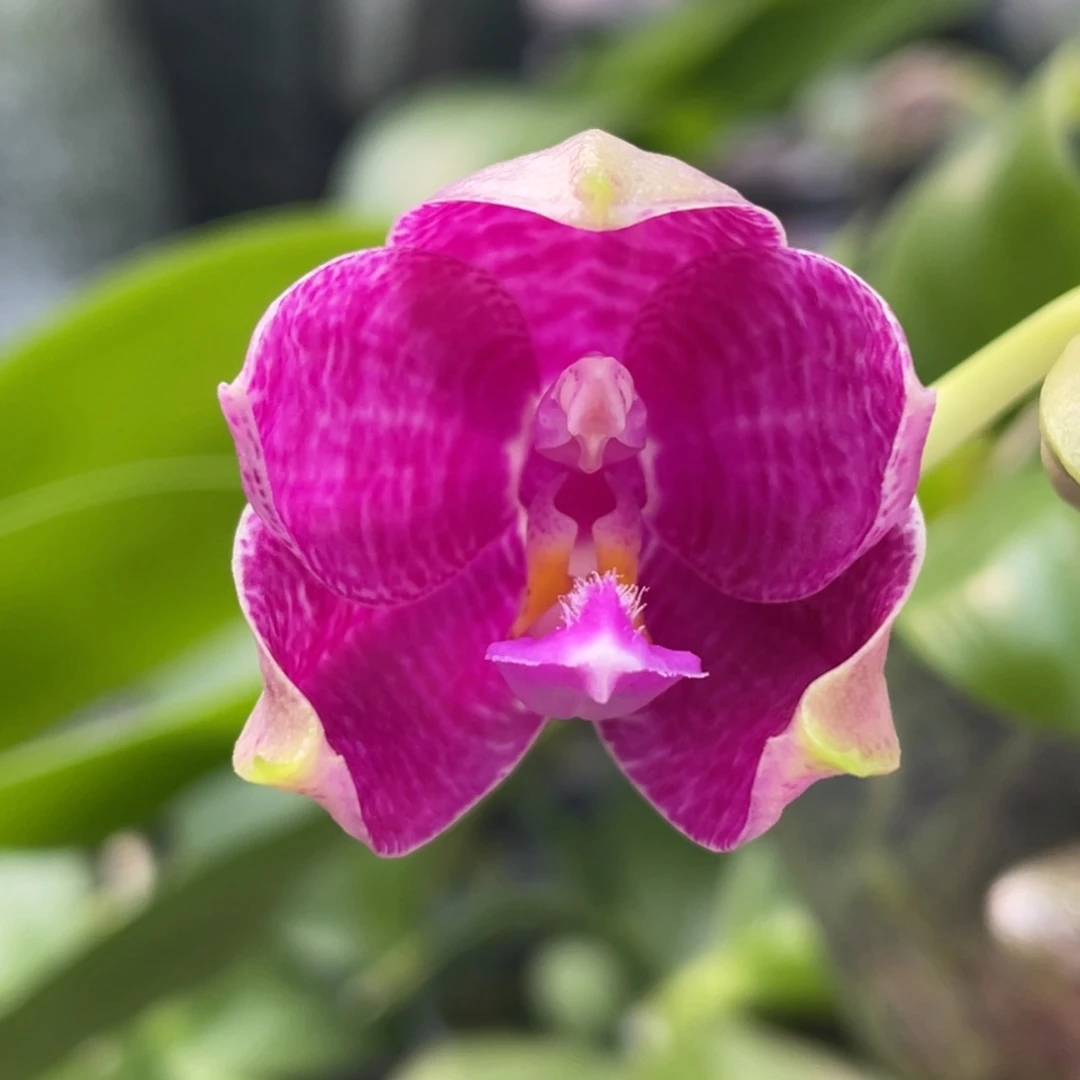 当前无花栽培后可以开花