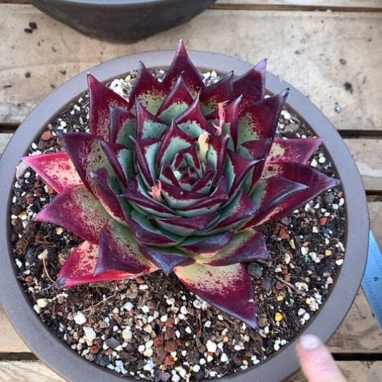 美肉特价活动开始啦