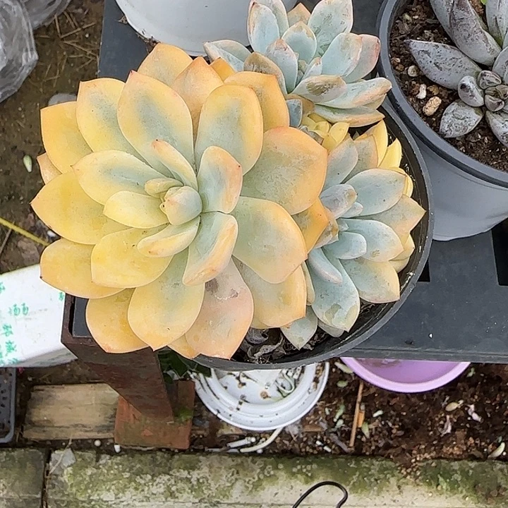 青蛙王子儿童牙膏11