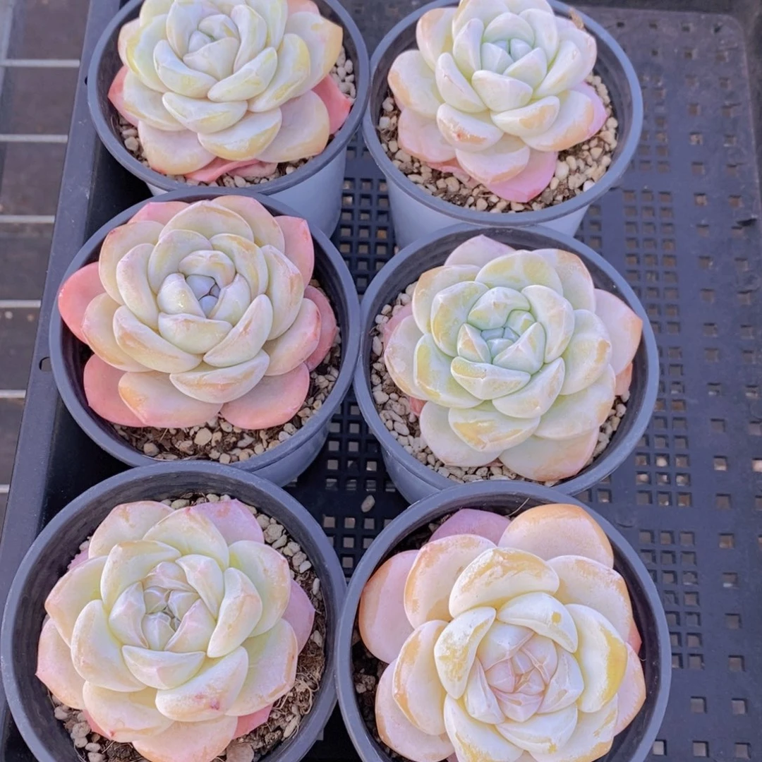 1-44-精品母本蜜雪冰橙单头一个