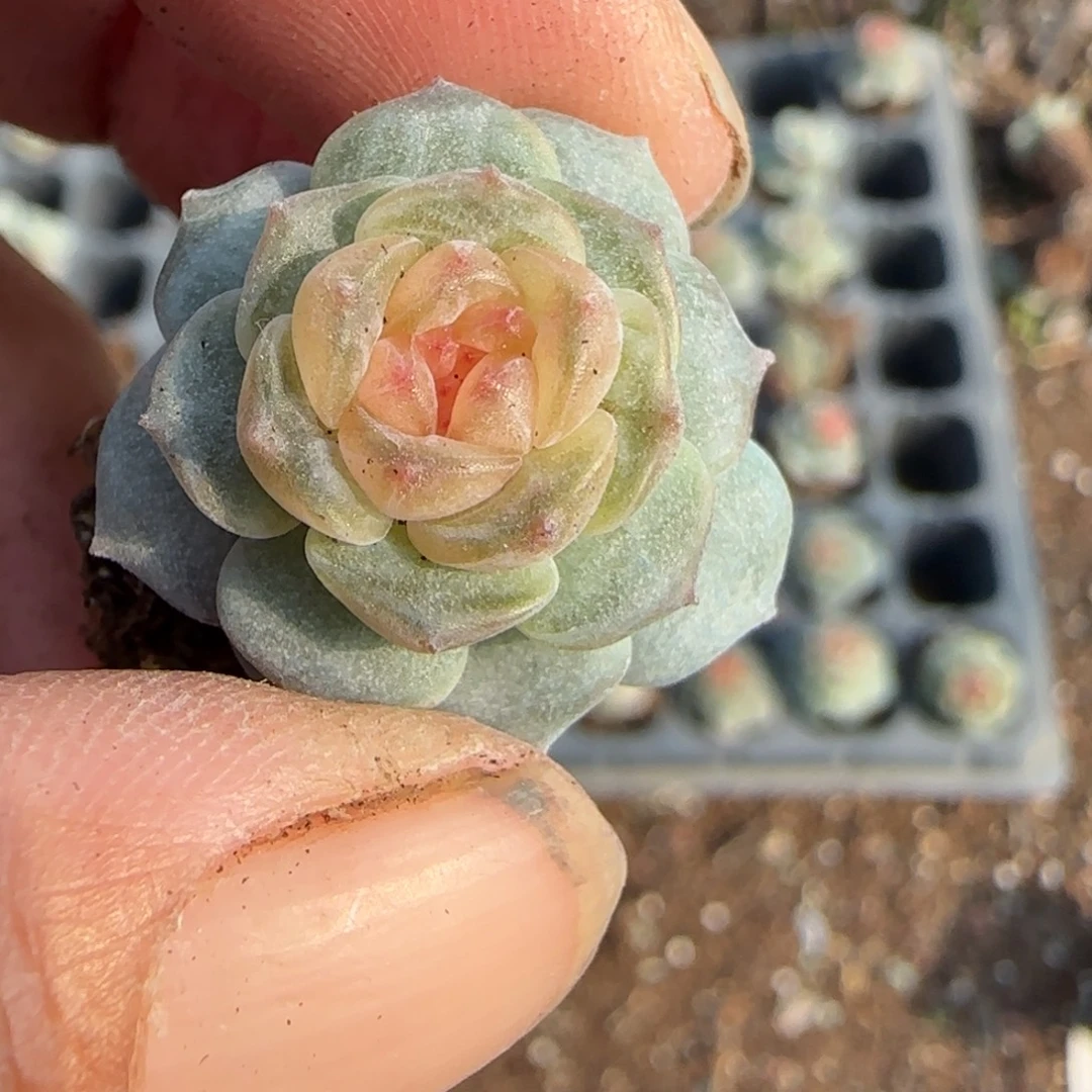 罗***岁小卡拉米糖心一物一拍