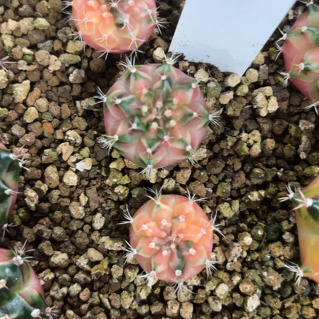 247-0702泰国发货多肉