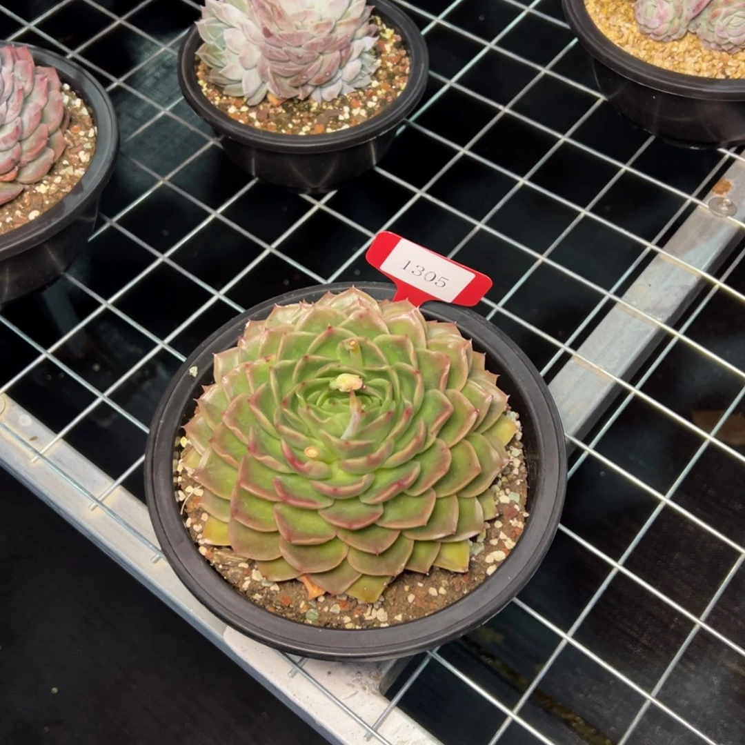 度**忧1305肉多多哦多哦肉多哦