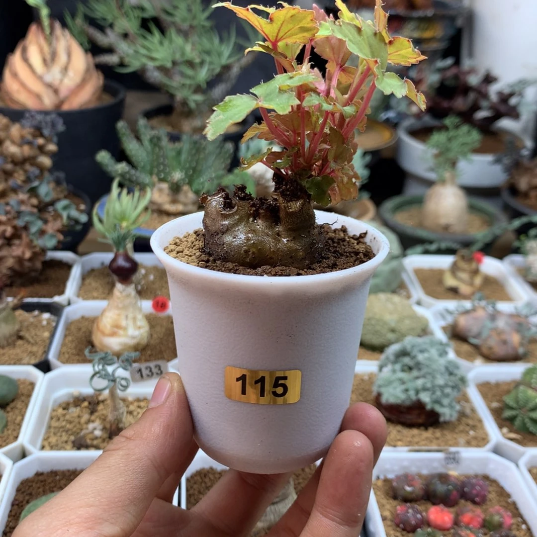 快跟秋海棠带盆115