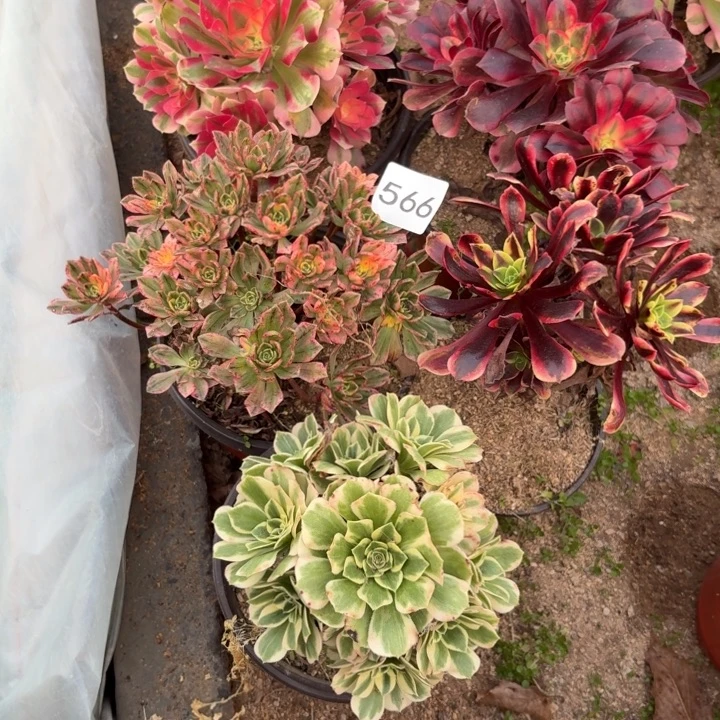 5棵多肉植物不包损566