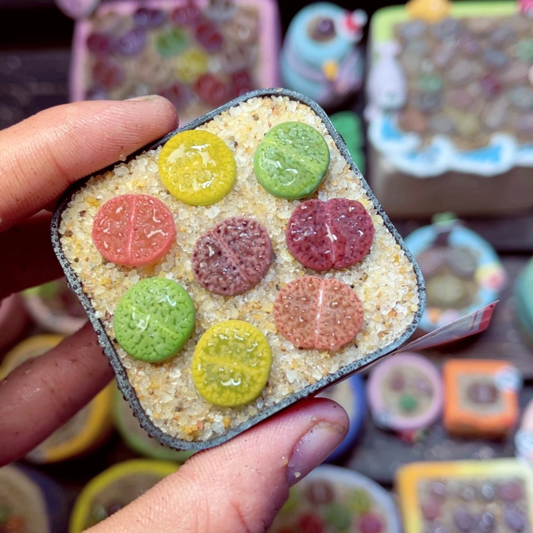 196生石花带盆发1