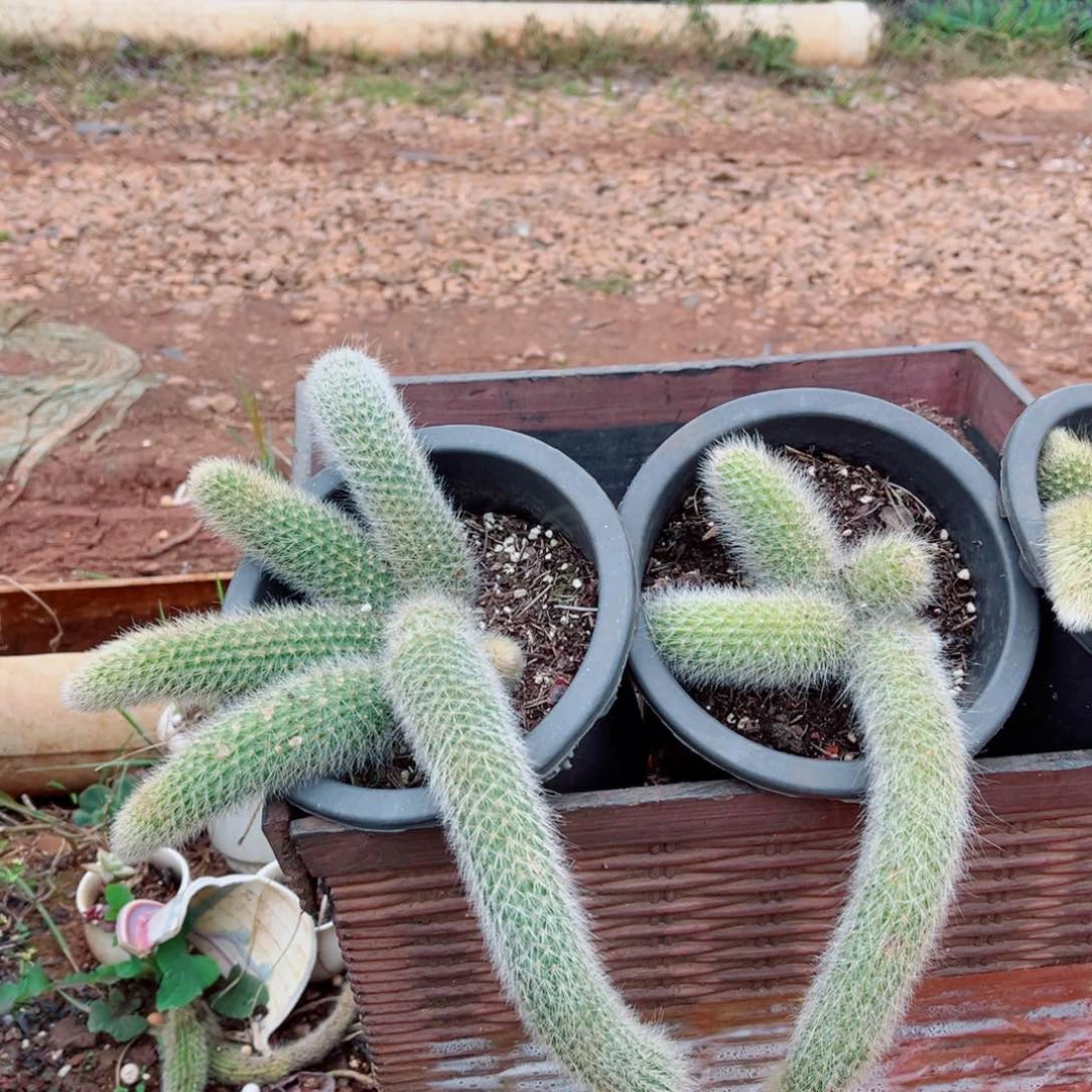 九尾狐一颗发货多头