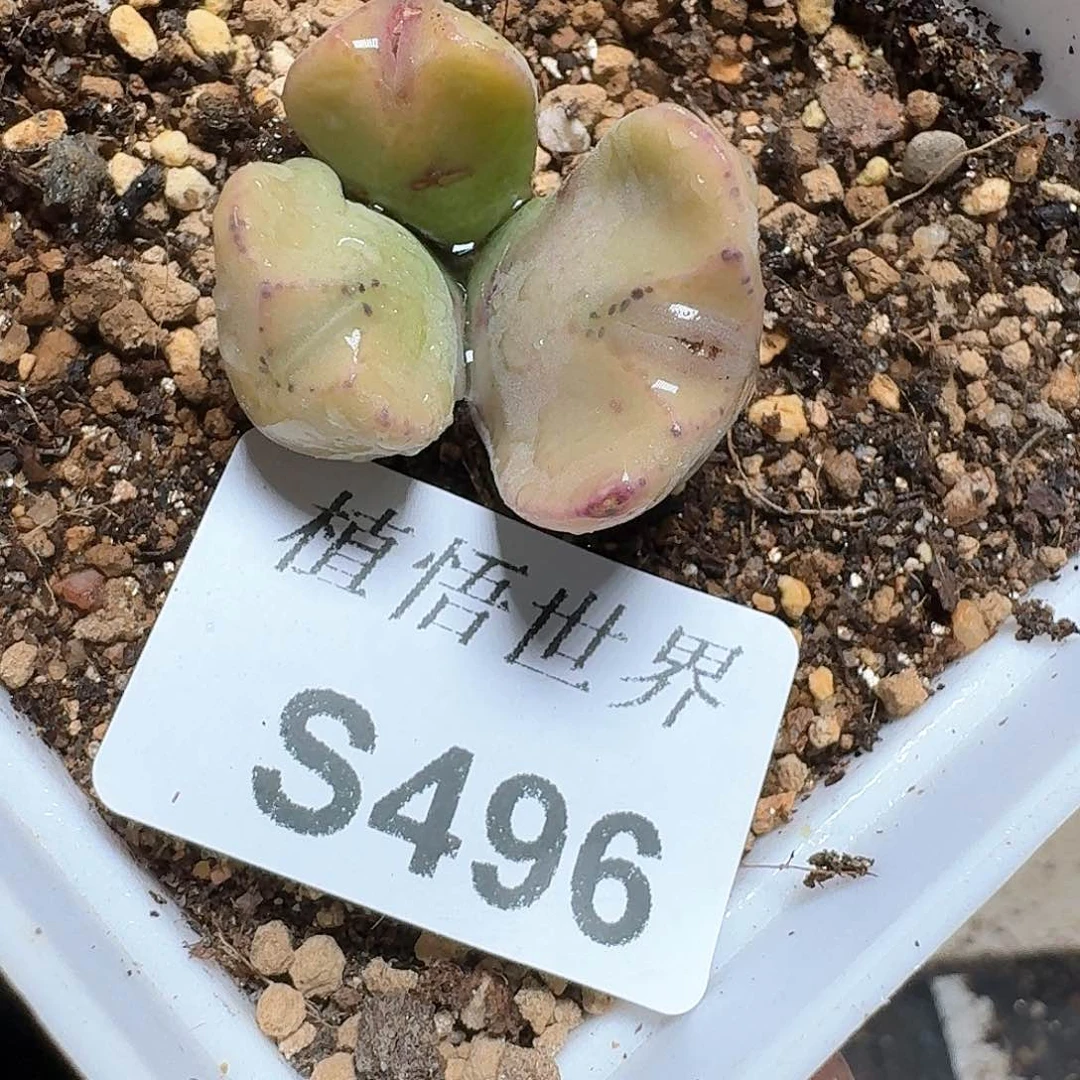496号d r z w w f g多肉植物哇v