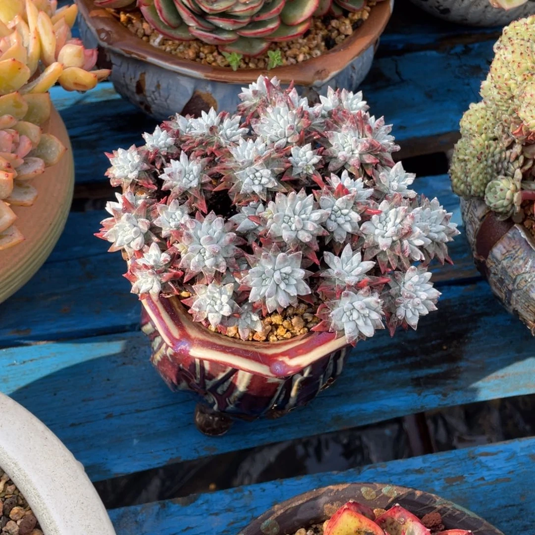 豆总多肉白菊群生