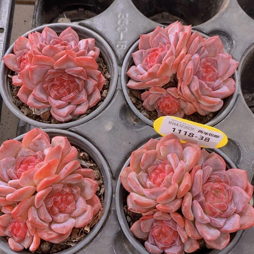 1118-38-精品母本糖心雪芙蓉群一个