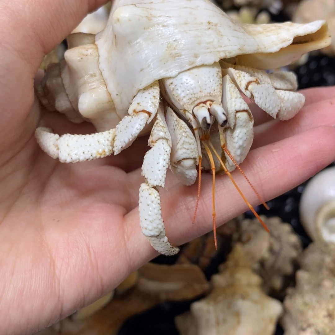 2.5口奶白新岛白草