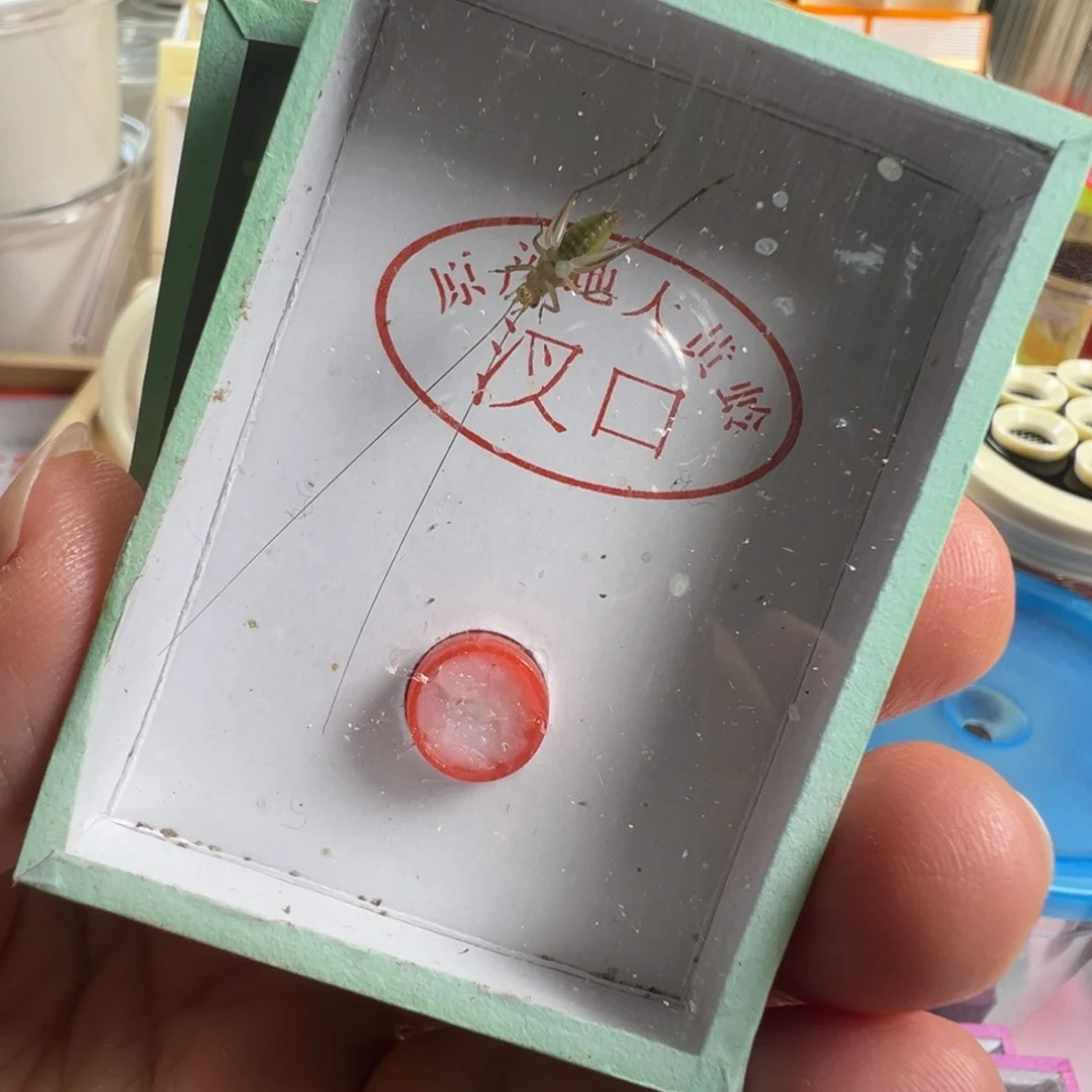 蟋蟀两只冬黄蛉长须好