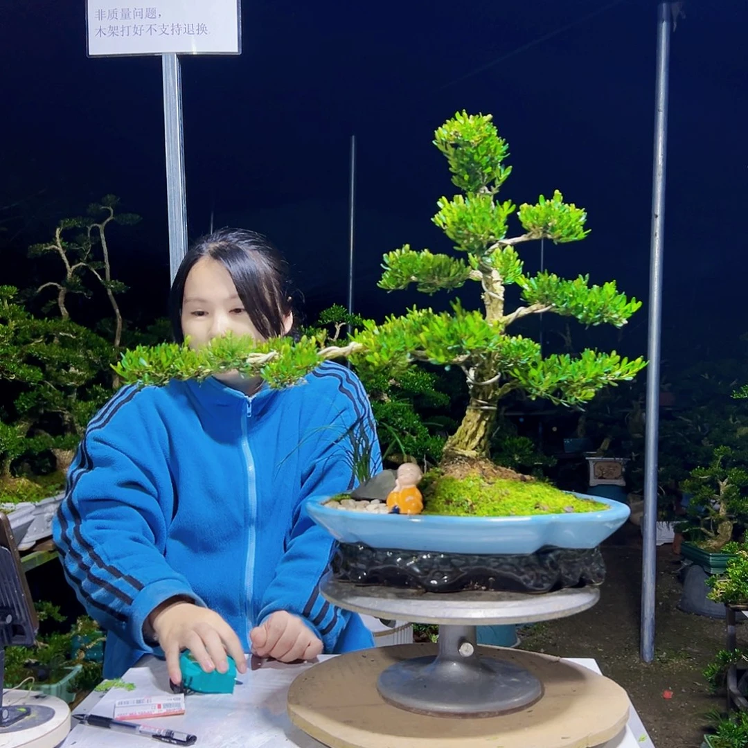 无花朵黄杨木