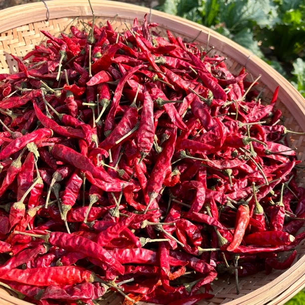 邳州本地干红辣椒半斤装农产品新货