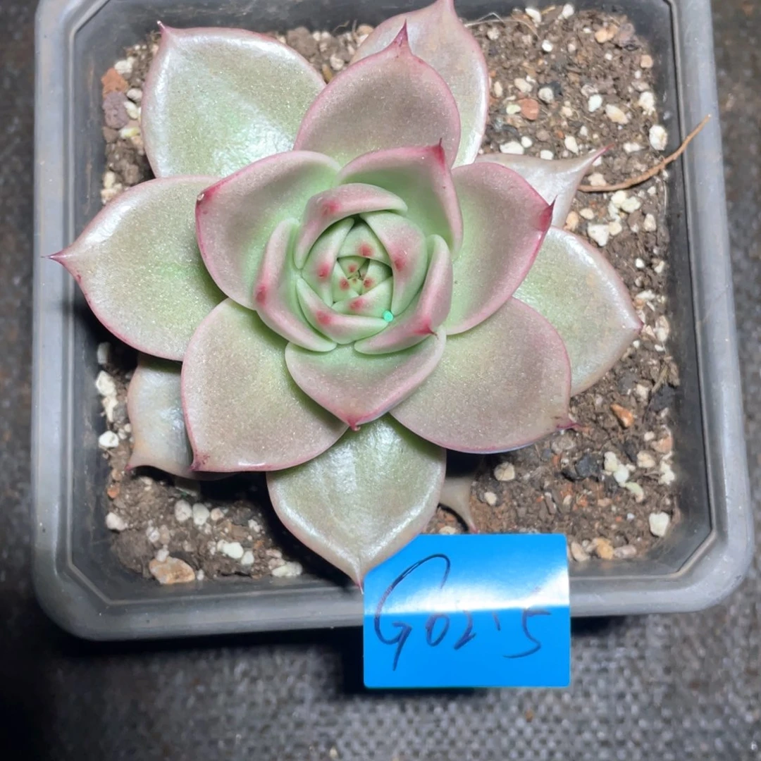 多肉植物多肉植物多0215