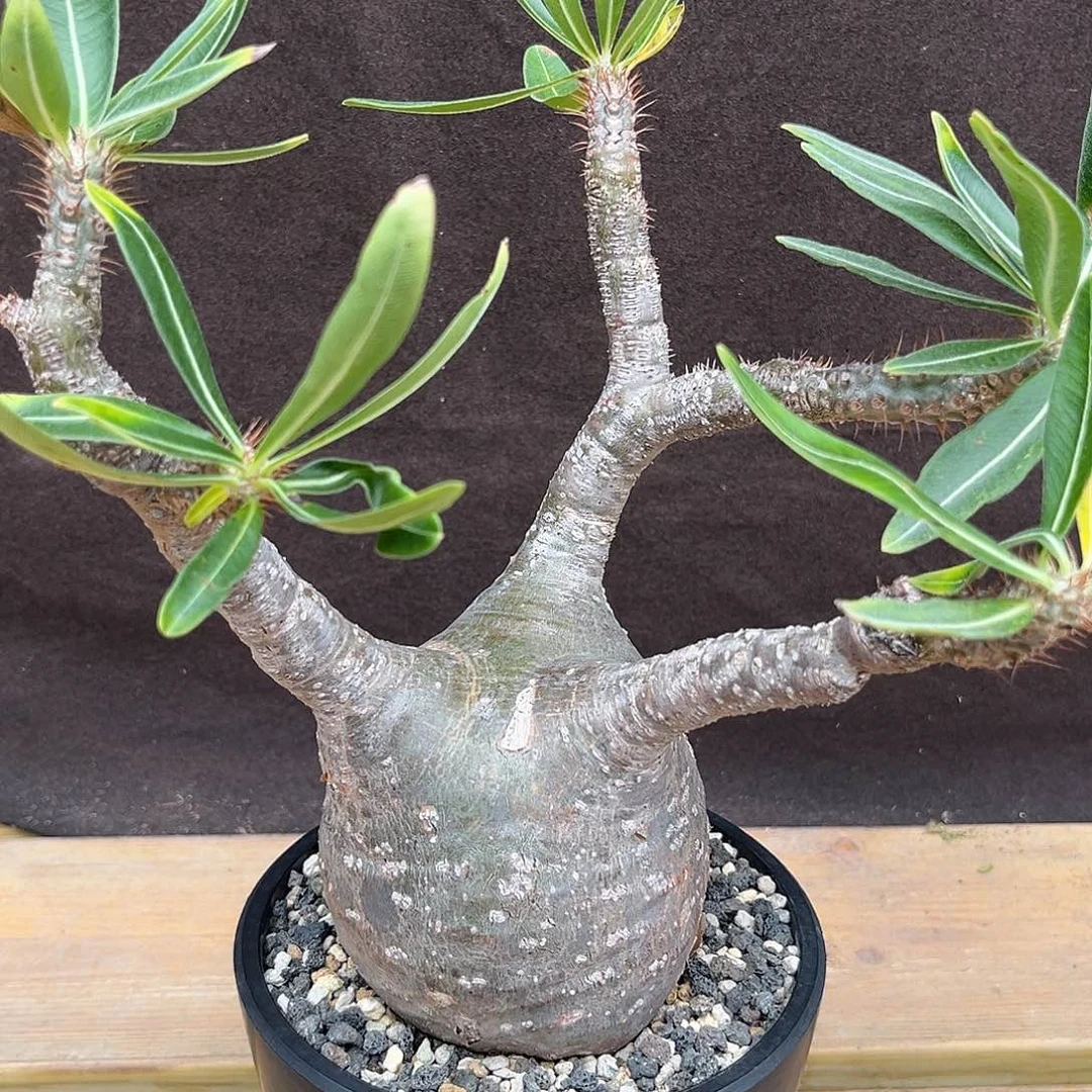 汤圆植物象牙宫好看