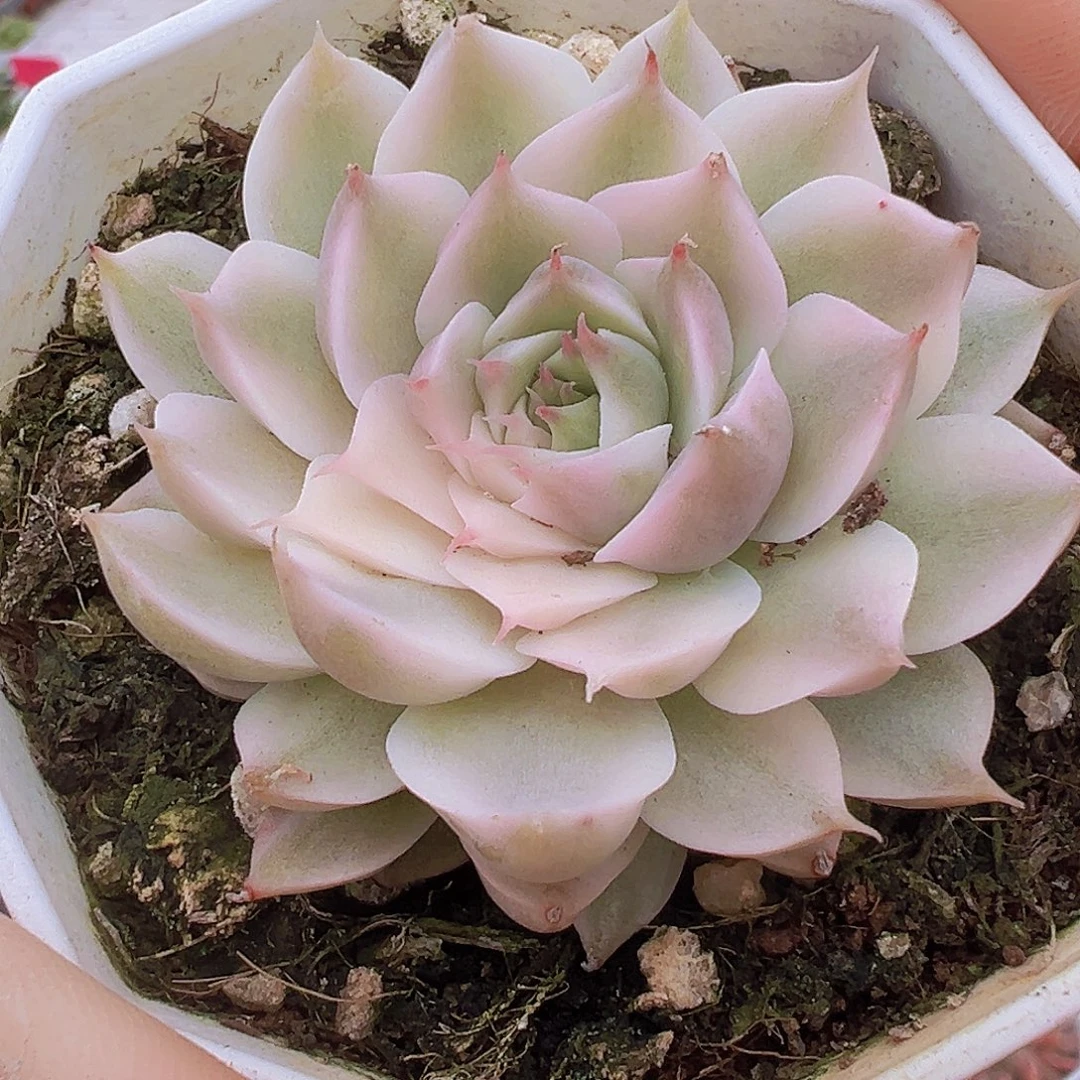 玛格丽特锦19包邮多肉