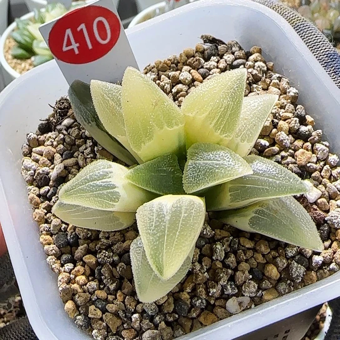 410号糊斑蓝光磨面锦 7.5 厘米左右一物一拍带盆发货