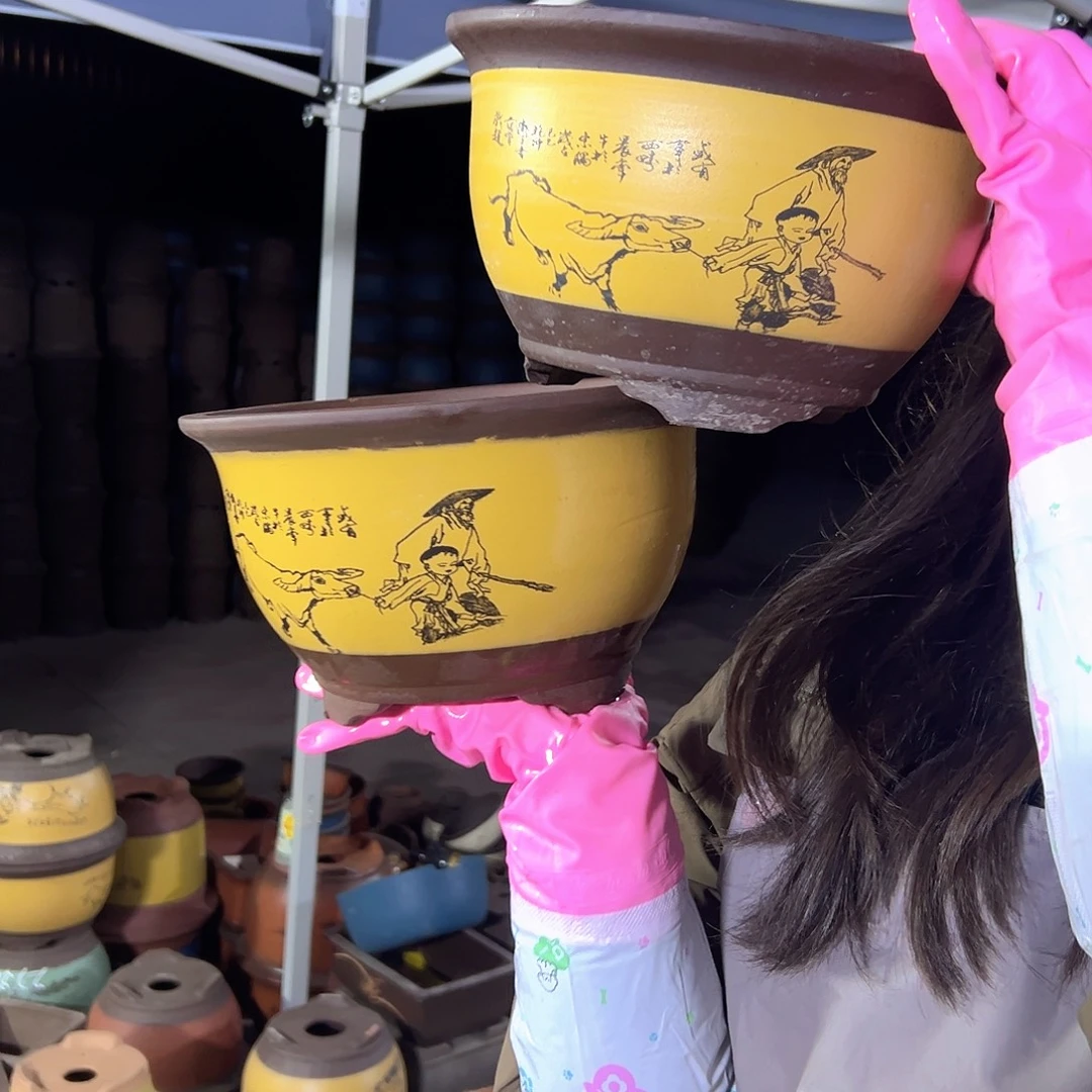 21+21黄色放牛娃三角金钟花盆