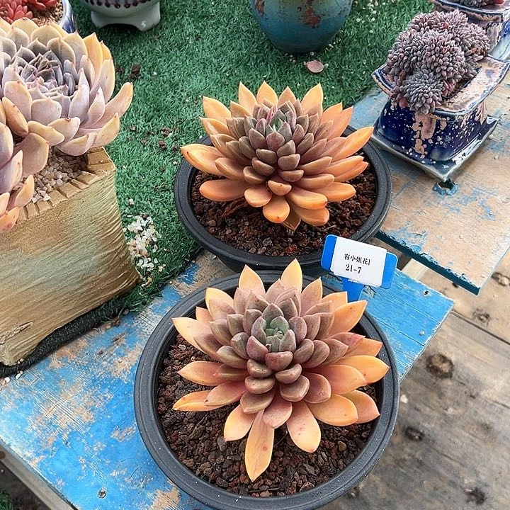 217象牙一个脱土