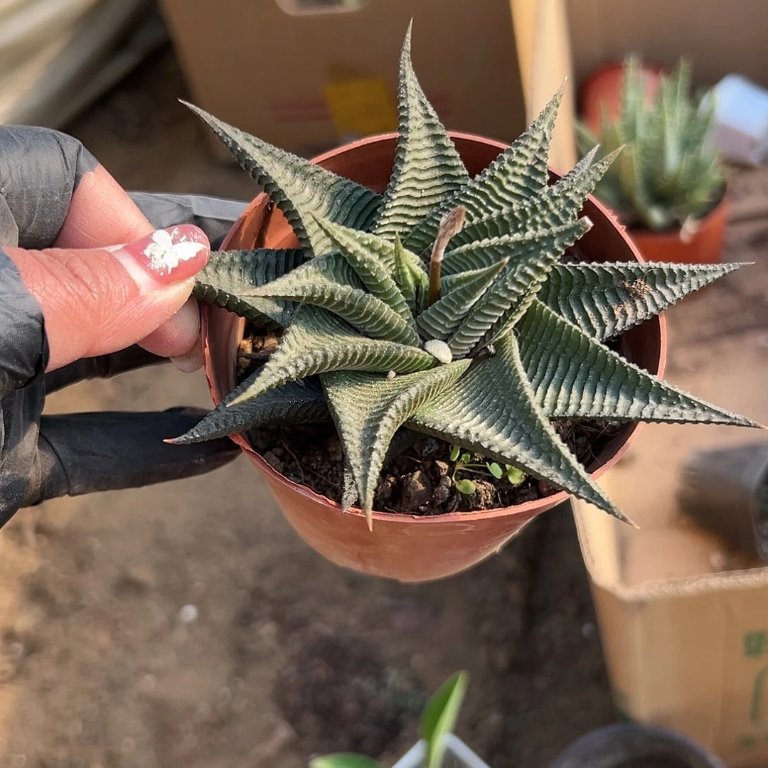 多肉植物琉璃殿单头