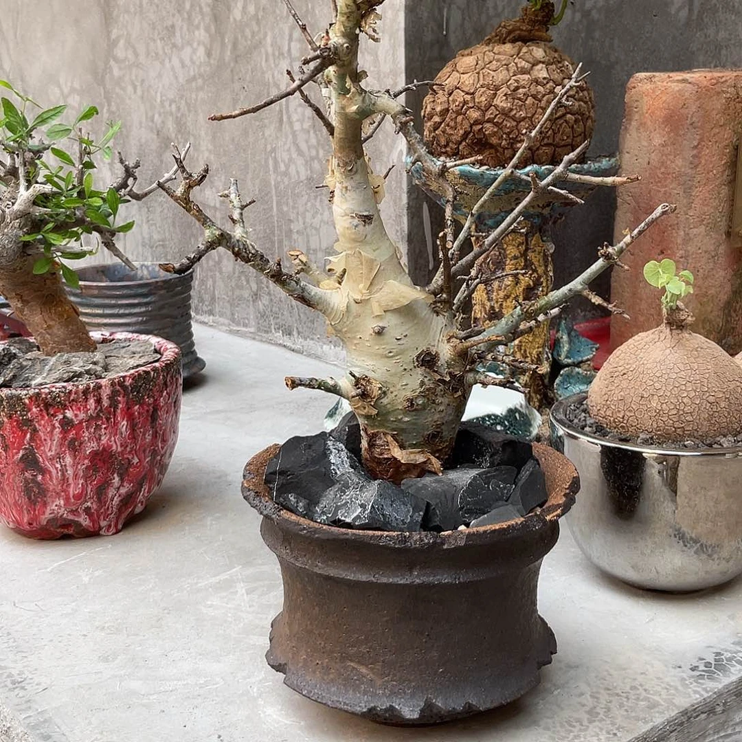 非洲没药一物一拍