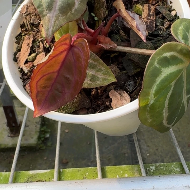 完全开放5号绝紫（3头